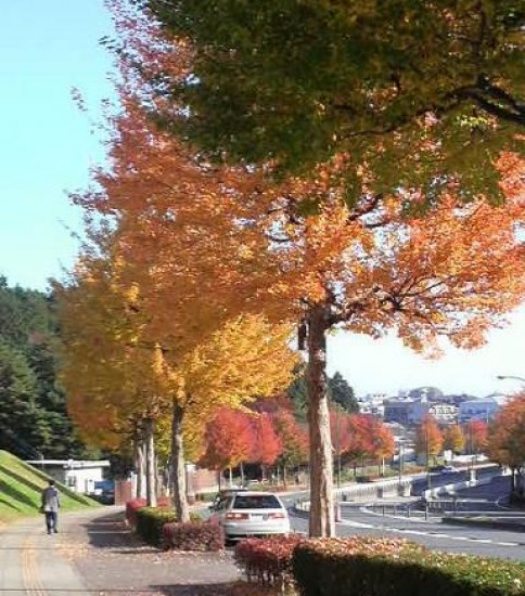 紅葉の季節ですね