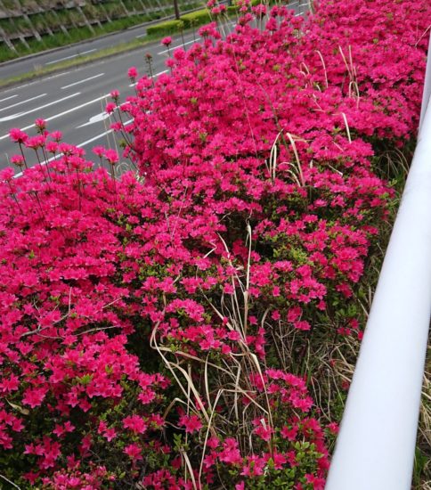 お花シリーズ