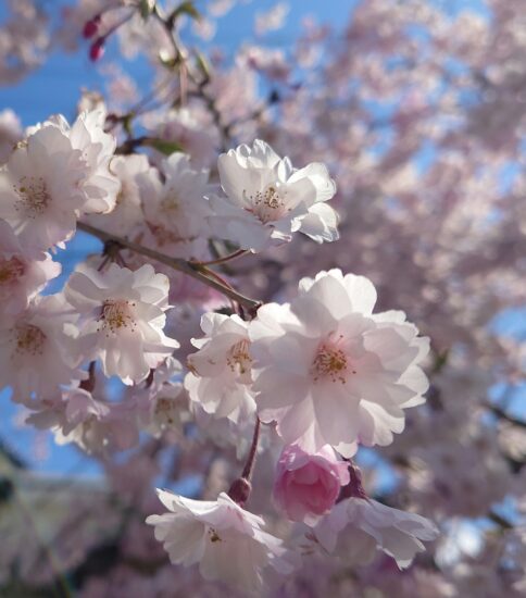 桜２