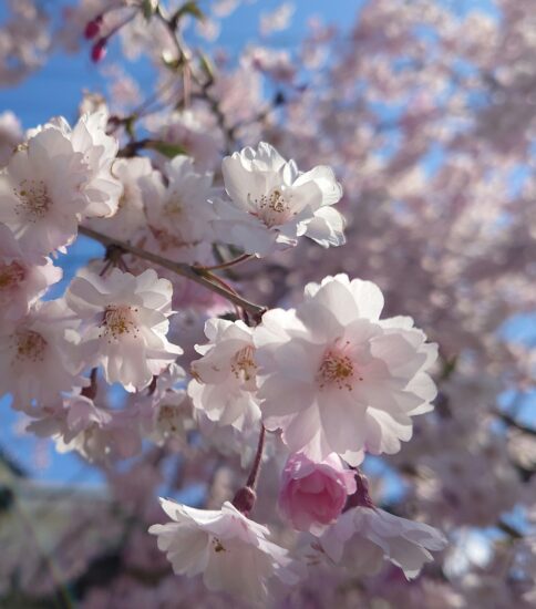 桜２